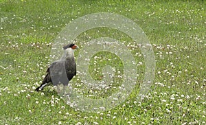 Patagonian falcon in the ground. Carancho photo