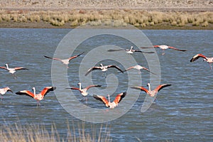 Patagonian flamingos