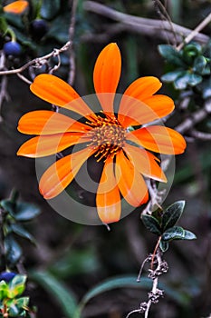 Patagonian flower, Road of the Seven Lakes, Argentina