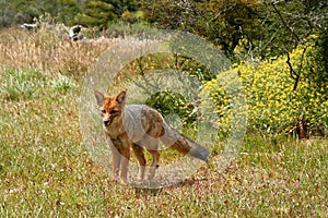 Patagonian fox