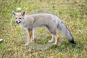 Patagonian fox photo