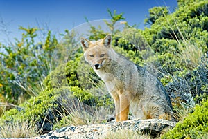 Patagonian Fox (Dusicyon culpaeus)