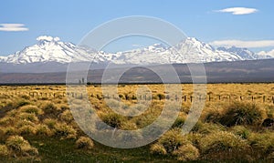 Patagonian grassland