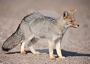 Patagonian grey fox (Dusicyon culpaeus)