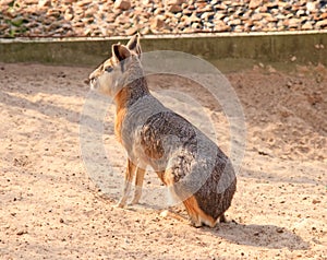 Patagonian hare