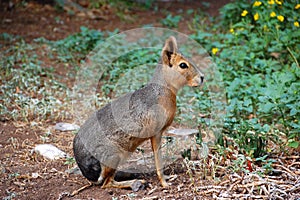 Patagonian hare photo