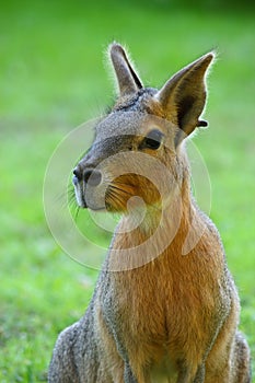 Patagonian hare photo