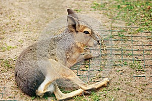 Patagonian hare close up