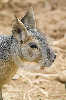 Patagonian Hare Portrait photo