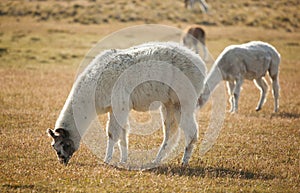 Patagonian lamas in Chile