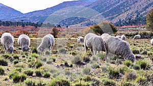 Patagonian lamb grazing. Video