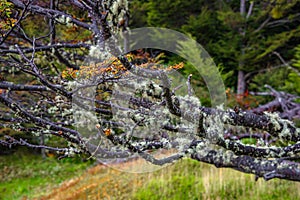 Patagonian lichen Usnea, Old Man Beard, hanging from the branches of the Nothofagus trees in magical austral forest in Tierra del