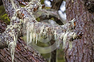 Patagonian lichen Usnea, Old Man Beard, hanging from the branches of the Nothofagus trees in magical austral forest in Tierra del