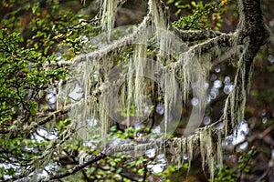 Patagonian lichen Usnea, Old Man Beard, hanging from the branches of the Nothofagus trees in magical austral forest in Tierra del