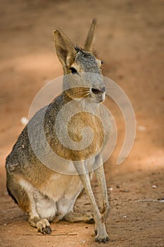 Patagonian Mara