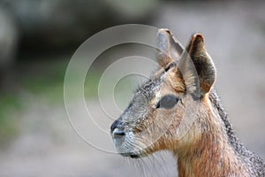 Patagonian mara