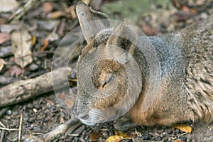 Patagonian mara