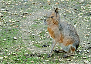 Patagonian mara