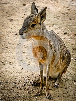 The Patagonian mara