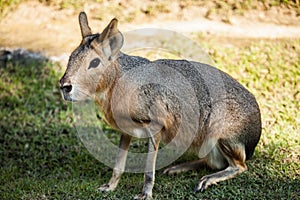 Patagonian mara