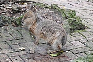 The Patagonian mara