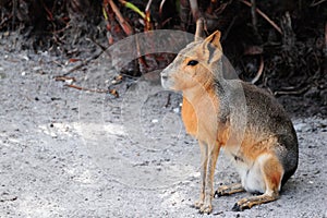 Patagonian Mara