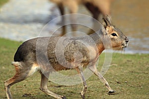 Patagonian mara photo