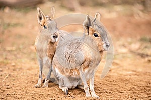 Patagonian Mara photo