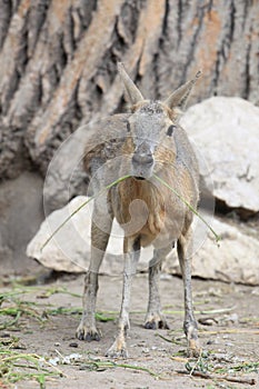 Patagonian mara photo