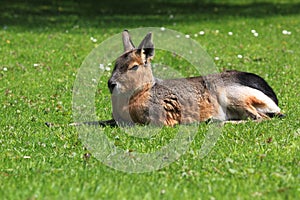 Patagonian mara