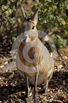 Patagonian Mara