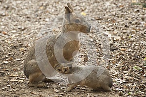 Patagonian Mara