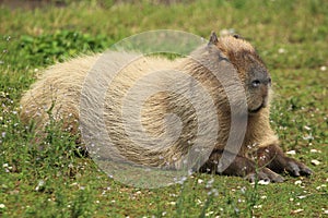 Patagonian mara