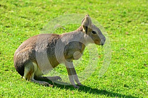 Patagonian mara