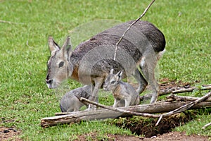 Patagonian mara