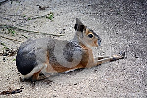 Patagonian Mara