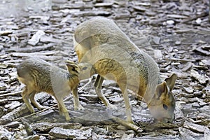 Patagonian mara