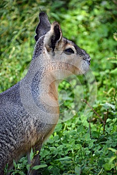 The Patagonian mara