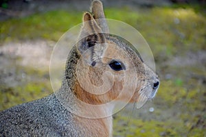 The Patagonian mara