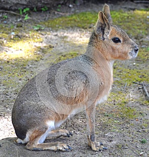 The Patagonian mara