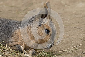 Patagonian Mara