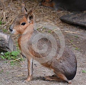 The Patagonian mara