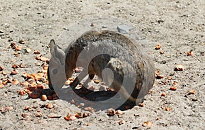 Patagonian mara