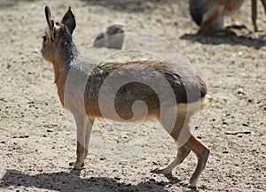 Patagonian mara