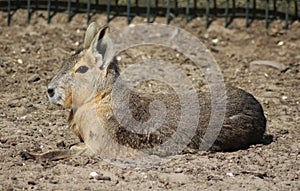 Patagonian mara