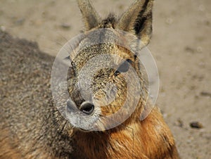 Patagonian mara