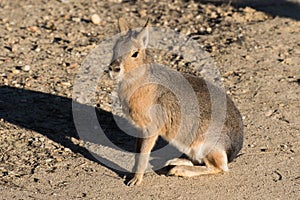 Patagonian Mara also kwnon as patagonian hare