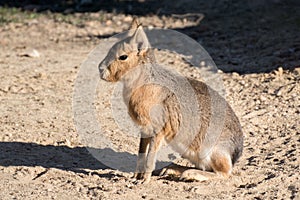 Patagonian Mara also kwnon as patagonian hare