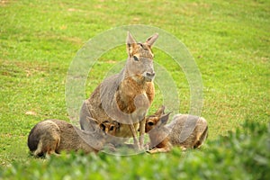 Patagonian mara breastfeeding its cubs