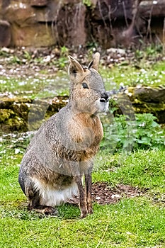 Patagonian Mara in captivity